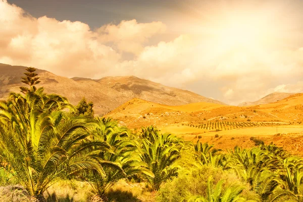Prachtige Landschap Weergave Naar Palm Grove Met Mooie Berg Perspectief — Stockfoto