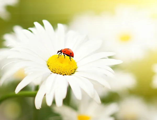 カモミールの花の上に座って ladybud — Stock fotografie