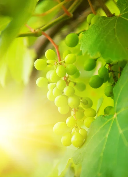 stock image Green grapes close-up shot