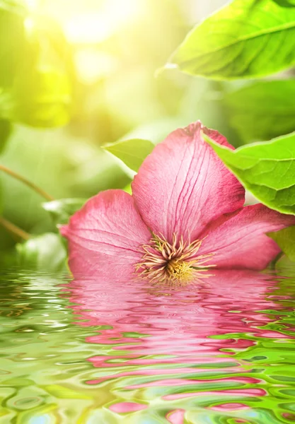 Flor rosa refletida na água fundida — Fotografia de Stock