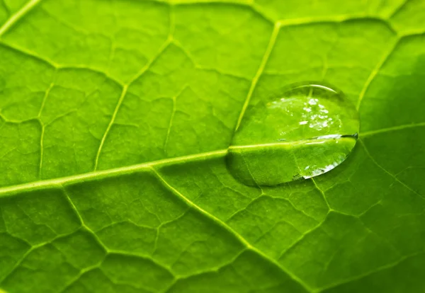Groene Blad Textuur Met Water Druppels Het — Stockfoto