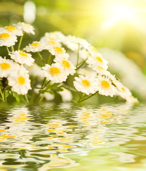 Camomile flowers reflected in water — Stock Photo, Image
