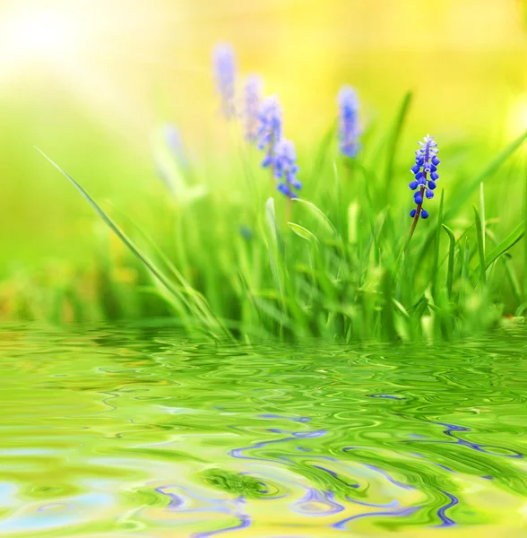 紫色の花は レンダリングされた水に反映 — ストック写真