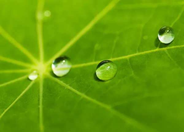 Zelená listová textura kapkami vody na něm (mělké Dof) — Stock fotografie