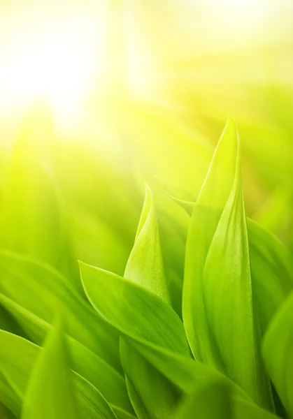 Frisches grünes Gras (flaches DoF)) — Stockfoto