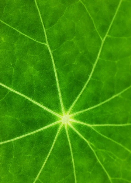 Grönt Blad Textur Grunt Dof — Stockfoto