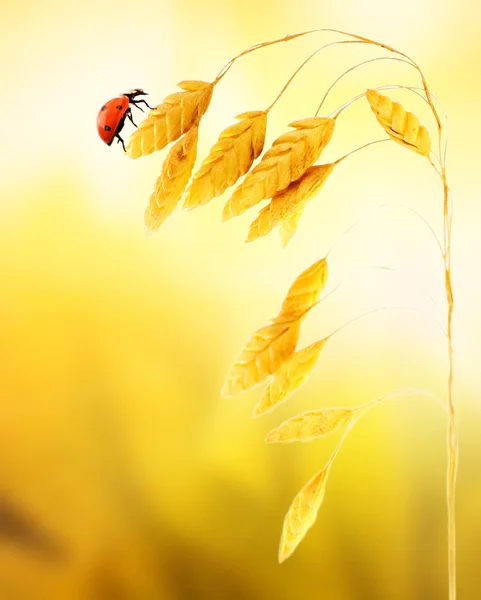 Ladybug Sitting Wheat Herb — Stock Photo, Image
