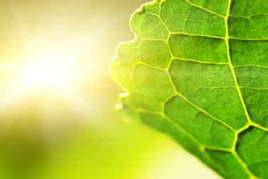 Green leaf (shallow DoF) clipart