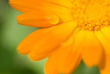 Beautiful flower with water drops on it's petals (Shallow DoF, focus on a drop) clipart