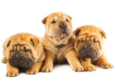Group of three beautiful sharpei puppies isolated on white background clipart