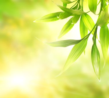 Green bamboo leaves over abstract blurred background clipart