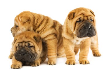 Group of three beautiful sharpei puppies isolated on white backg clipart