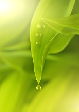 Green fresh leaves with water drops on it clipart