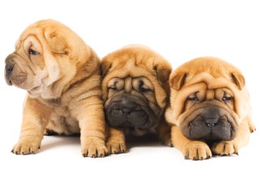 Group of three beautiful sharpei puppies isolated on white backg clipart