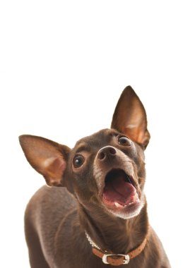 Barking toy terrier isolated on white background clipart