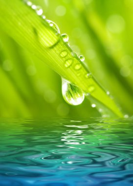 Morning dew on a green grass reflected in rendered water clipart