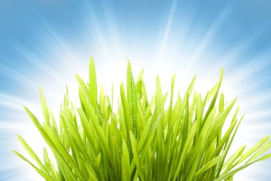 Wet grass over abstract blue background clipart