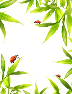Ladybugs sitting on bamboo leaves clipart