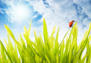 Fresh green grass over cloudy sky clipart