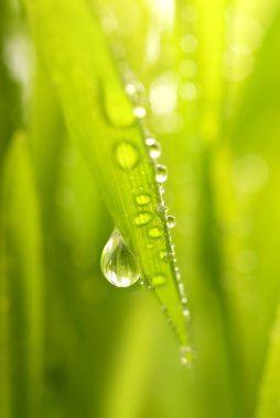 Close-up shot of green grass with rain drops on it clipart