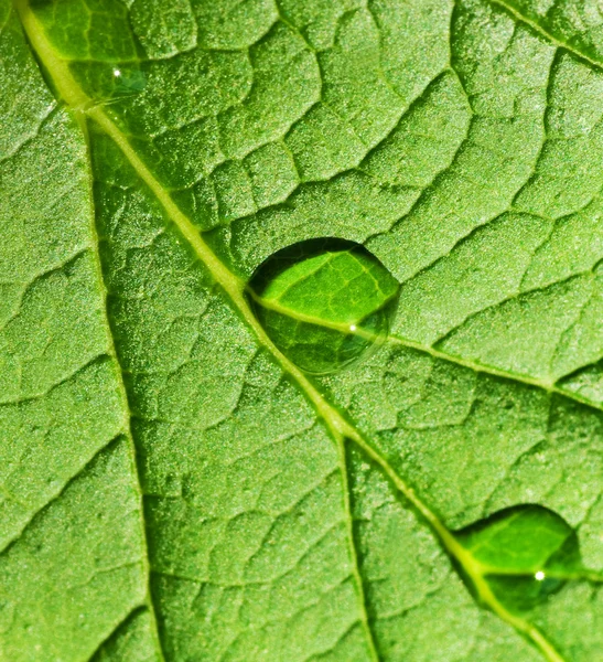 Green leaf texture with water drops on it — Stock Photo, Image