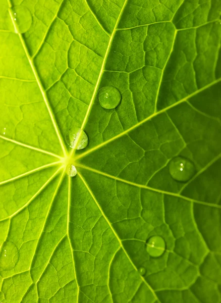 Green Leaf Texture Water Drops — Stock Photo, Image