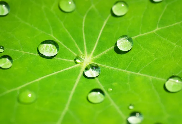 Texture foglia verde con gocce d'acqua su di esso — Foto Stock