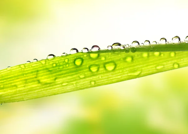 Πράσινο Γρασίδι Σταγόνες Βροχής Αυτό — Φωτογραφία Αρχείου