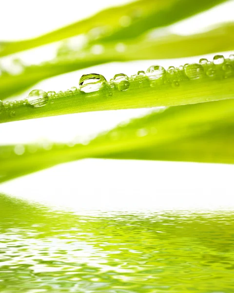 Groen Gras Met Regen Druppels Het Weerspiegeld Gerenderde Water — Stockfoto
