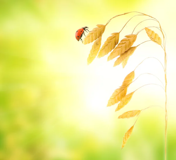 Ladybug sitting on a wheat herb — Stock Photo, Image