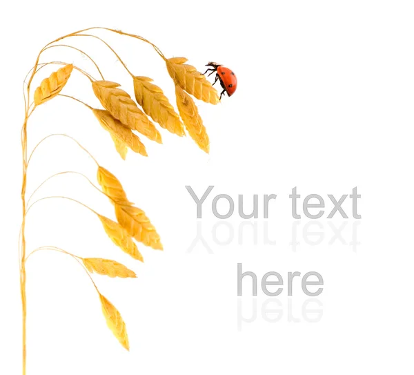 坐在小麦草上的瓢虫 — 图库照片