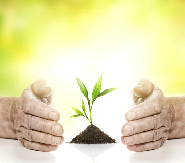 Old Hands Young Plant Them — Stock Photo, Image