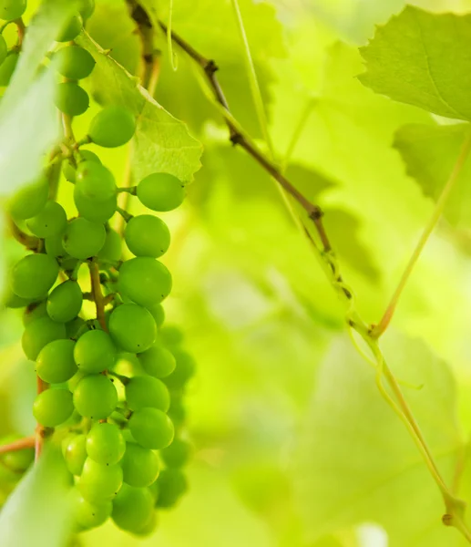 Zielony Winogron Bliska Strzał — Zdjęcie stockowe