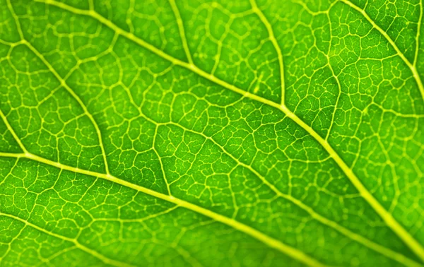 Текстура зеленого листя (невелика DoF ) — стокове фото