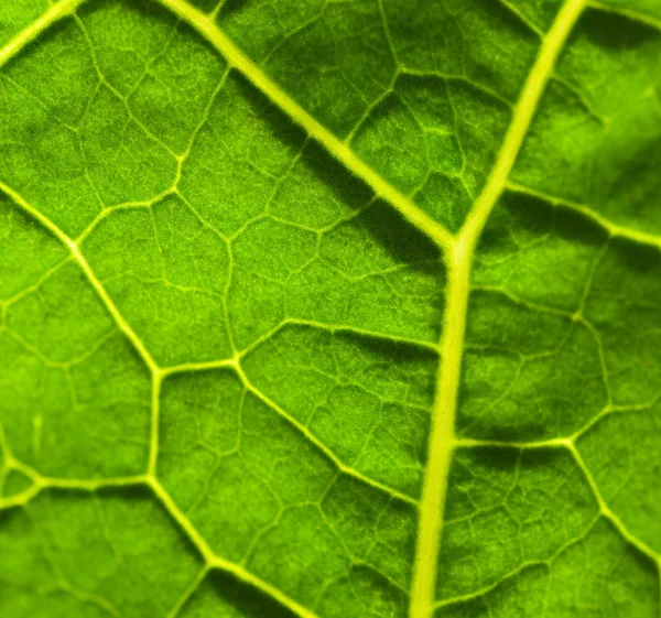 Green leaf texture — Stock Photo, Image