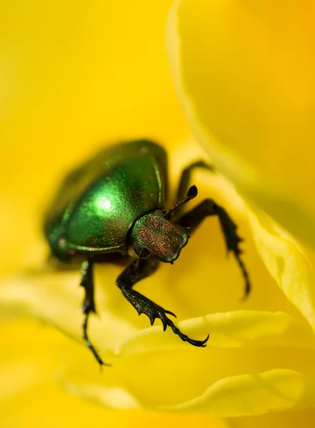 黄色の花 浅い被写し界深度 バグの頭に焦点を当てる上に座っている緑のバグ — ストック写真