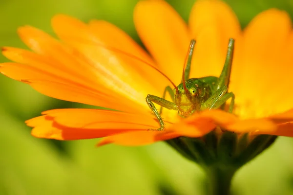 Bir Çiçek Üzerinde Oturan Yeşil Çekirge — Stok fotoğraf
