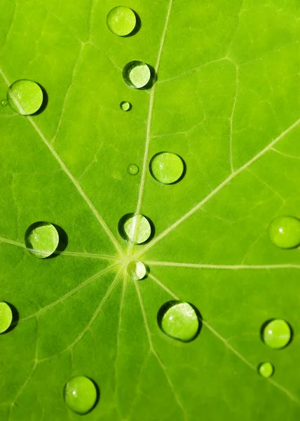 Texture de feuille verte avec des gouttes d'eau dessus — Photo
