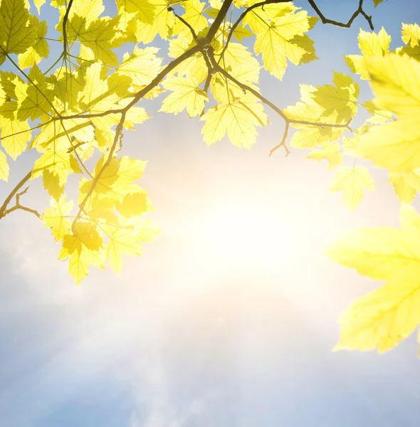 Złote Liście Słoneczny Dzień — Zdjęcie stockowe