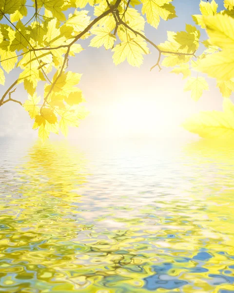 Gele Bladeren Het Water Weerspiegeld — Stockfoto