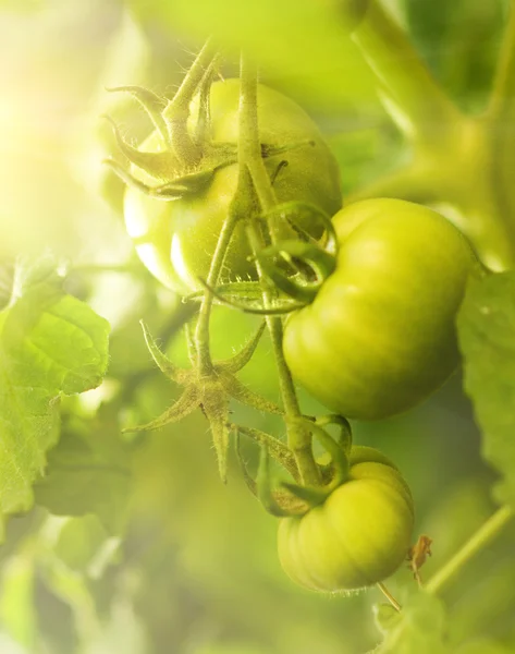 stock image Green tomatoes