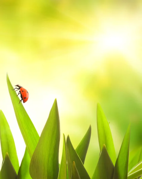 Ladybug Sitting Green Grass — Stock Photo, Image