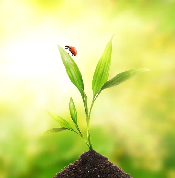 Ladybug sitting on a young plant — Stock Photo, Image