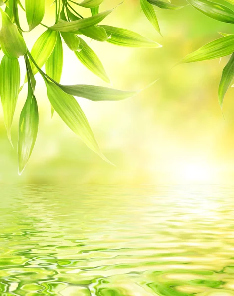 Bambusové listy v vykreslený vody — Stock fotografie