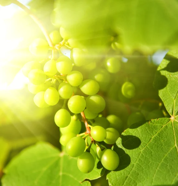 Zielony winogron z bliska strzał — Zdjęcie stockowe