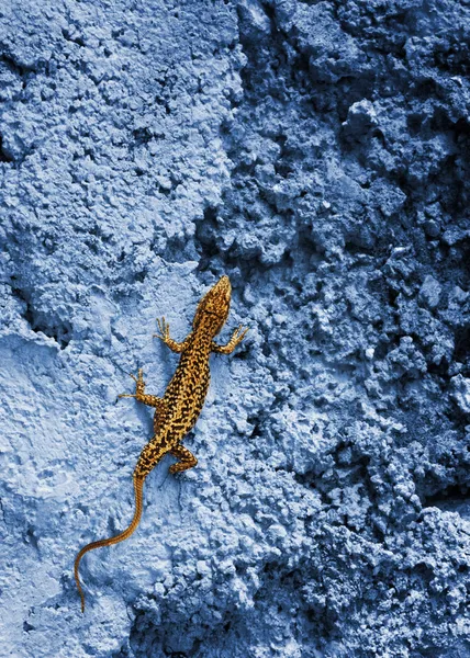 在蓝色的岩石上的小黄色蜥蜴 — 图库照片