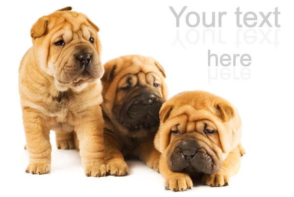 Grupo Tres Hermosos Cachorros Sharpei Aislados Sobre Fondo Blanco —  Fotos de Stock