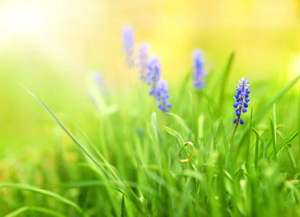 Prachtige Blauwe Bloemen Een Weide Ondiepe Dof — Stockfoto