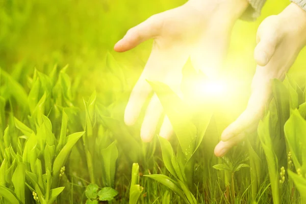 人間の手は 緑の草に触れます 美しく輝く Betweet それら — ストック写真