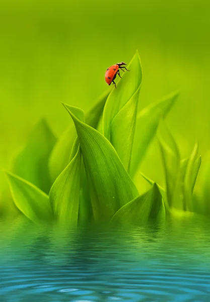 Ladybug sitting on green grass reflected in rendered water — Stock Photo, Image